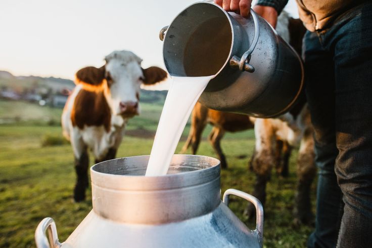 Trusted local farmer with livestock